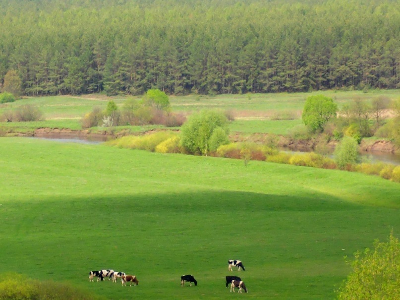 Фото Брянского Края